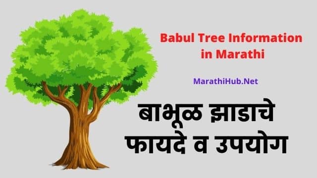 Babul Tree Information in Marathi